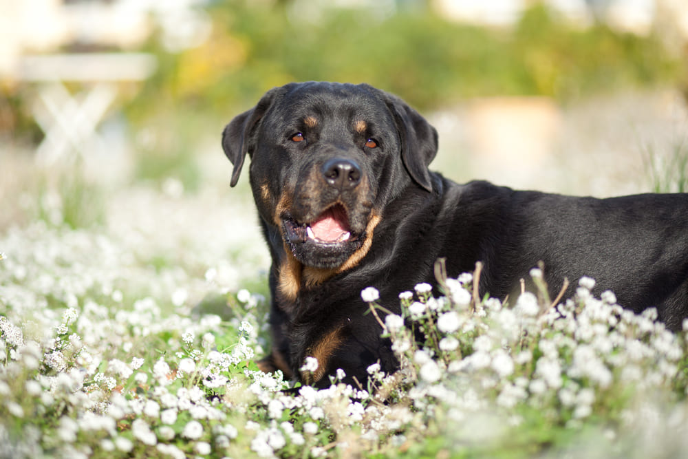 Владельцу важно следить, сколько весит ротвейлер