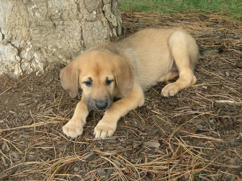Советы по выбору щенка чинука