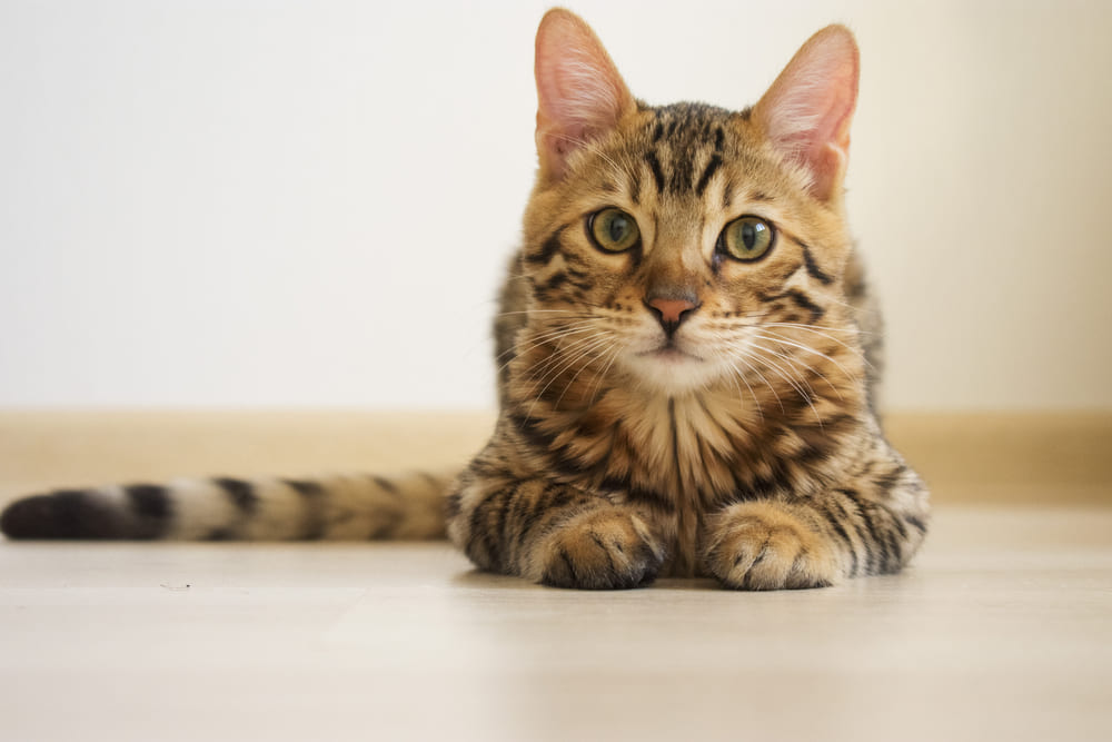 Прививки влияют на то, сколько живет бенгальская кошка