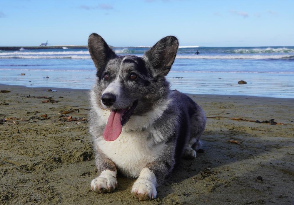 Характер вельш-корги флаффи