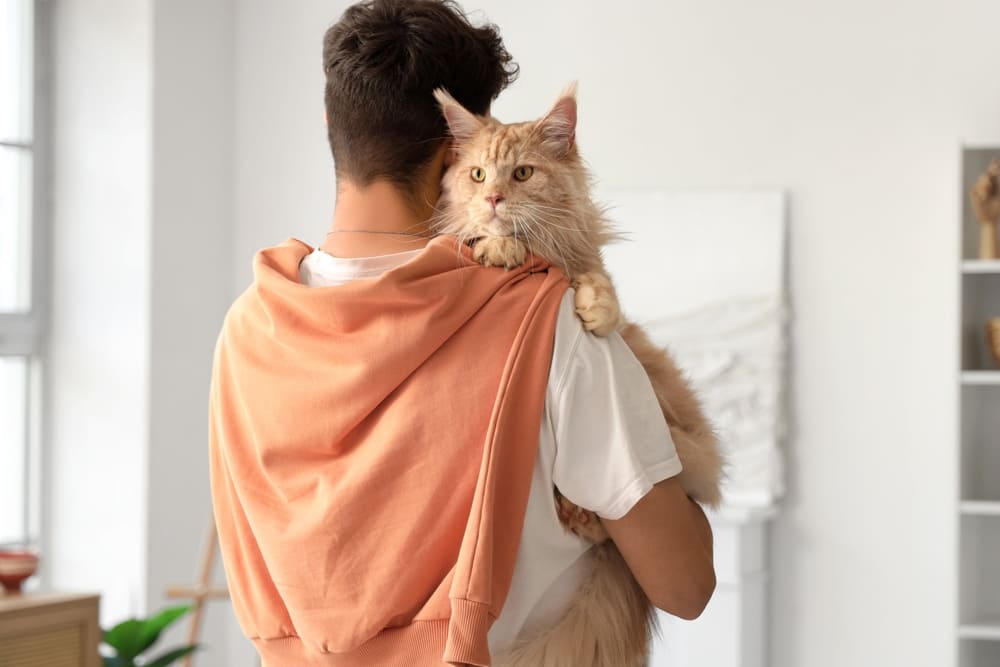 Во время течки мейн-куну требуется уход и присмотр