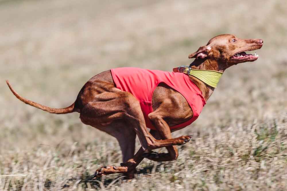 Чирнеко дель Этна нуждается в воспитании