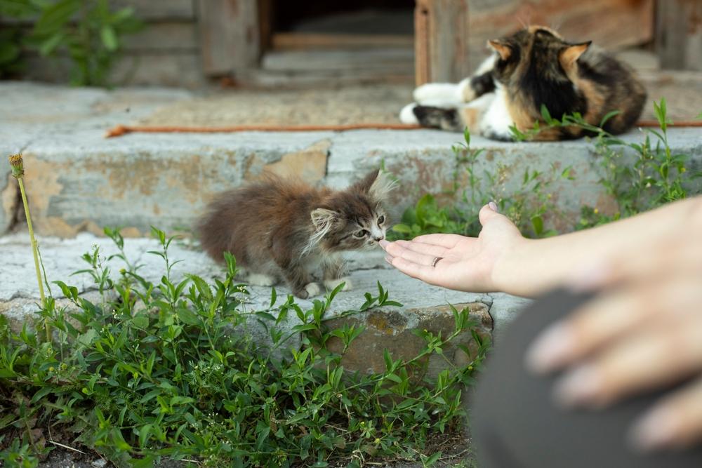 Как приручить уличного котенка 