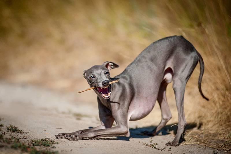 Маленькие серые собаки: левретка Маленькие серые собаки: левретка
