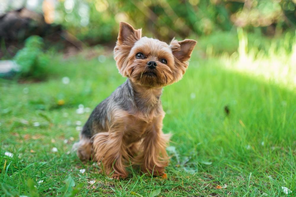 Красивое имя для девочки-йорка - удачный вариант