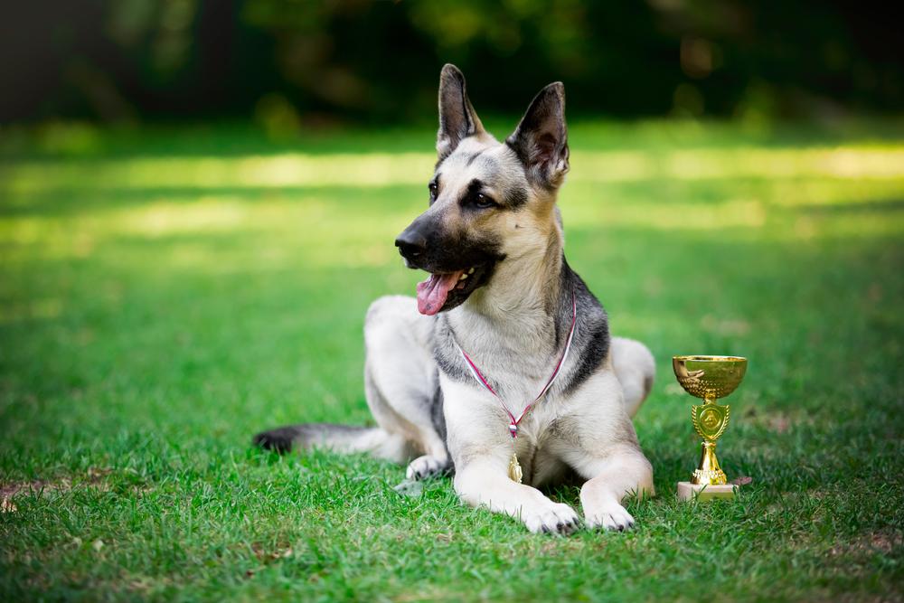 Нужна ли помощь хендлера для участия в выставке собак? 