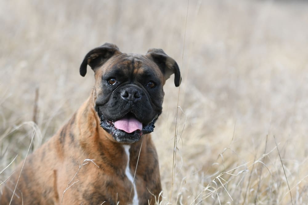 Собака боксер отличается подвижностью