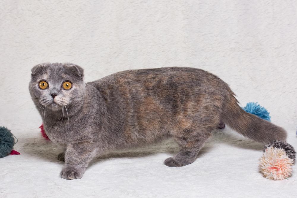 Породы кошек с короткими лапками: манчкин-фолд
