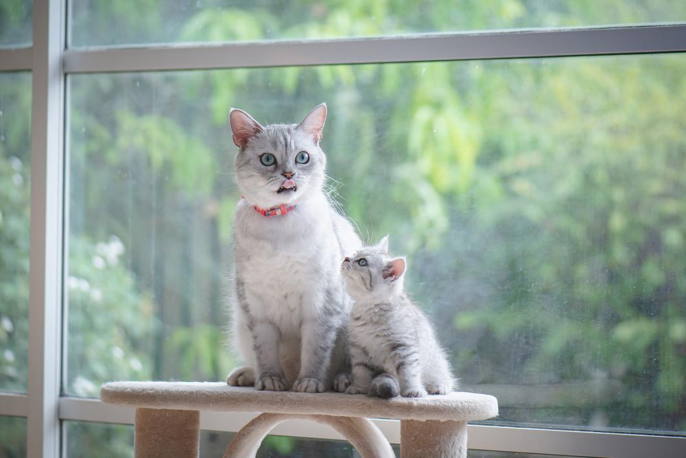 Адаптация и знакомство британского котенка с семьей Адаптация и знакомство британского котенка с семьей