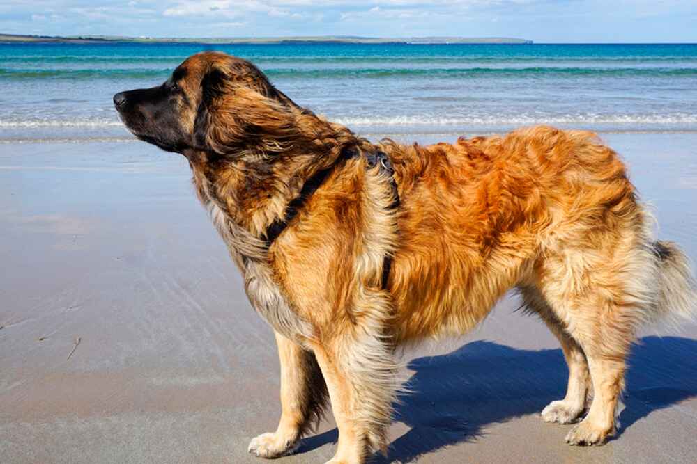 Леонбергер нуждается в обучении