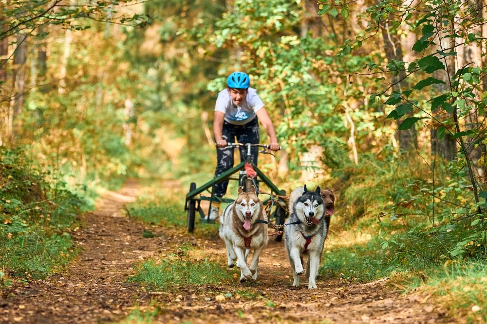 Бесснежные виды ездового спорта на собаках: картинг Бесснежные виды ездового спорта на собаках: картинг