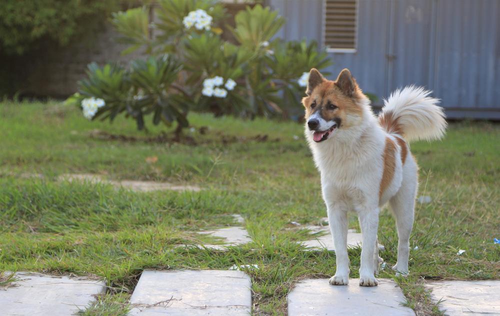 Воспитание тайского бангку