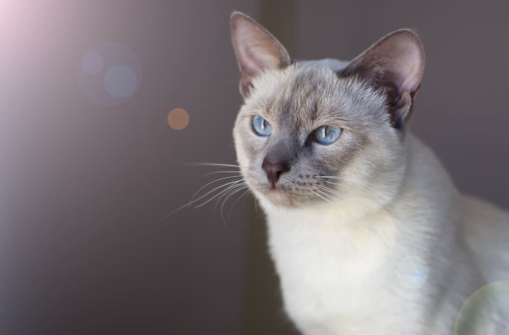 Болезни тайских кошек могут передаваться оп наследству