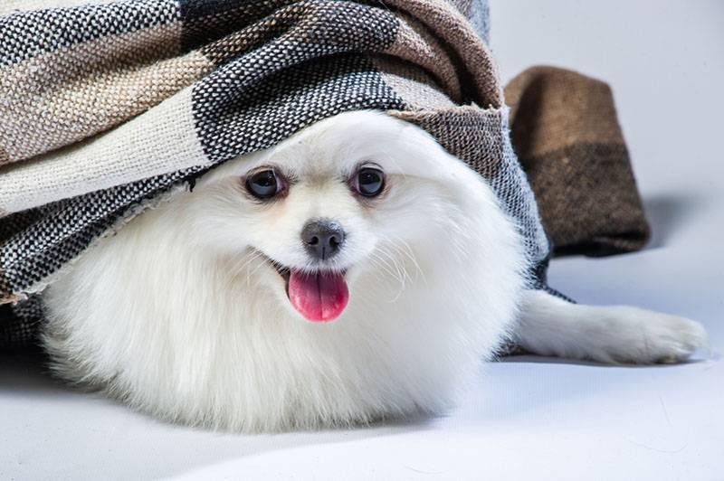 Породы собак, которые улыбаются: померанский шпиц Породы собак, которые улыбаются: померанский шпиц