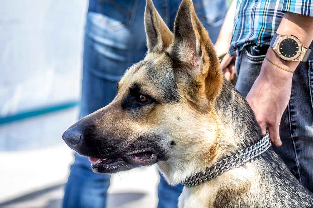 Пол не влияет на то, сколько живут восточноевропейские овчарки