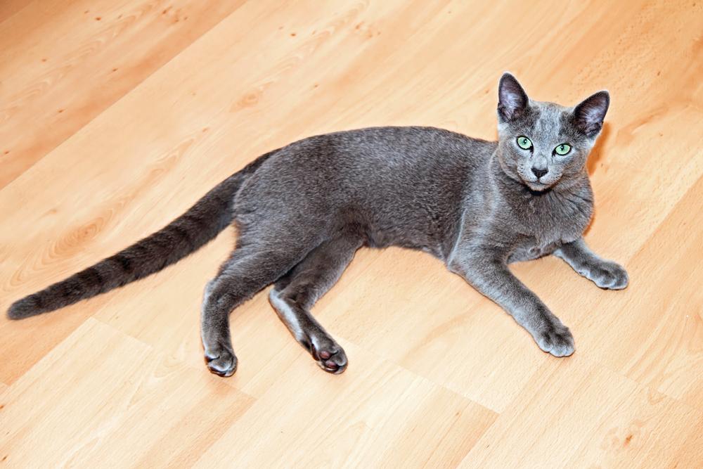 Гладкошерстные кошки с зелеными глазами: русская голубая Гладкошерстные кошки с зелеными глазами: русская голубая