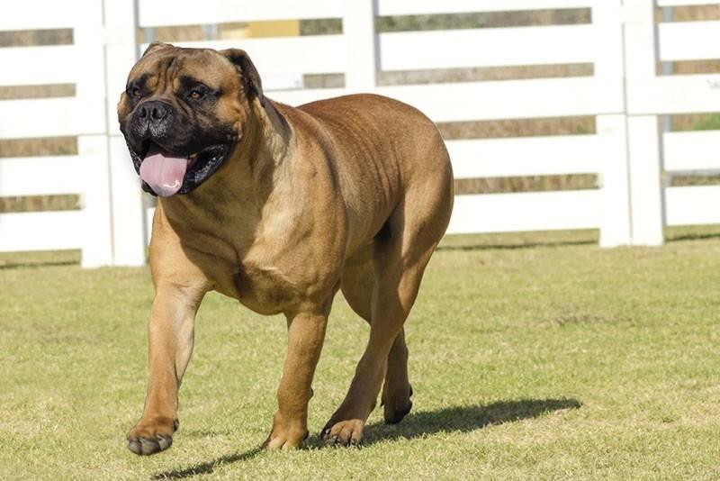 Породы собак из группы молоссов: бульмастиф