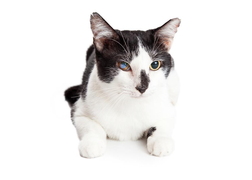 Симптомы катаракты у кошек в зависимости от стадии Симптомы катаракты у кошек в зависимости от стадии