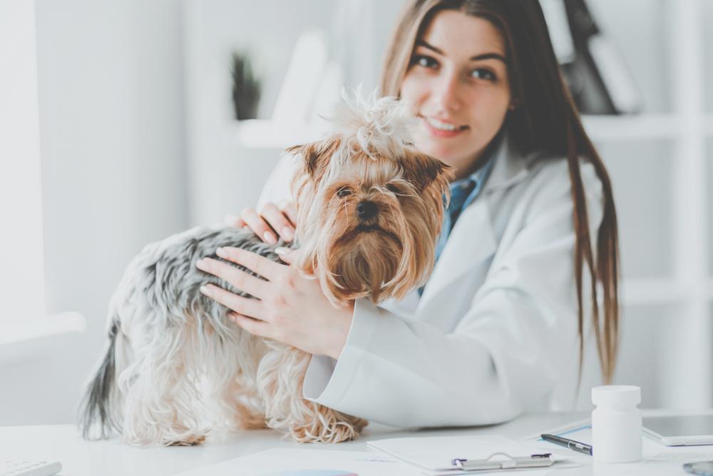 Основные симптомы саркомы у собак