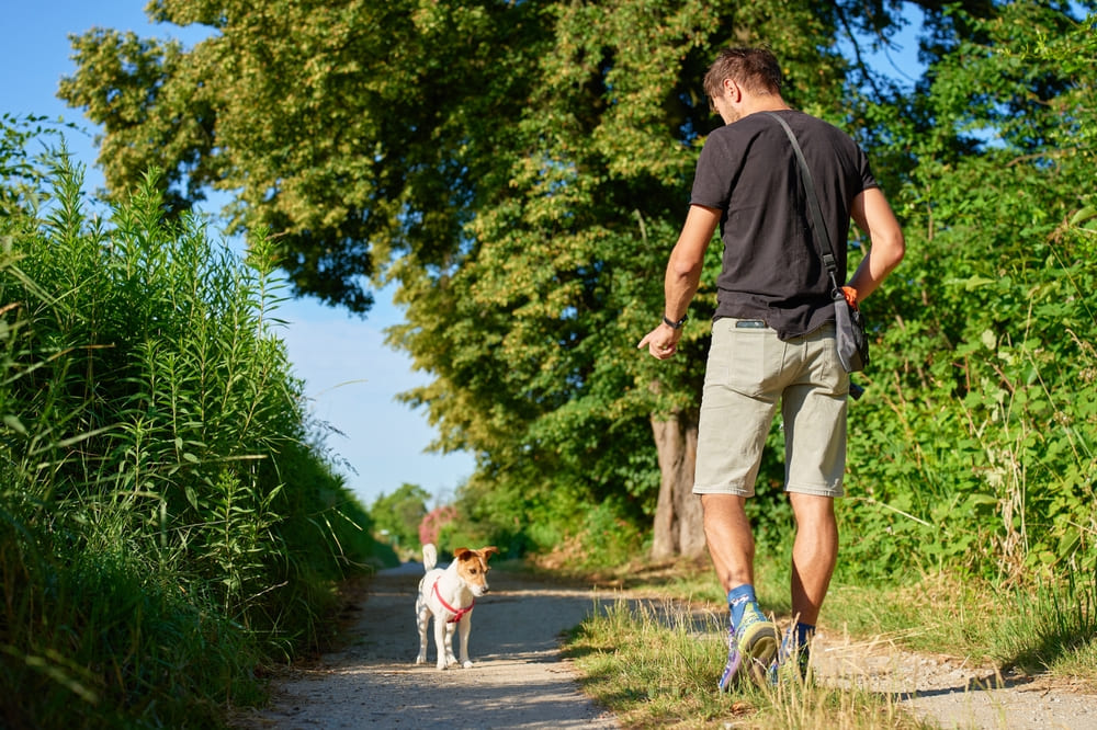 У джек-рассел-терьера может обнаруживаться болезнь глаз