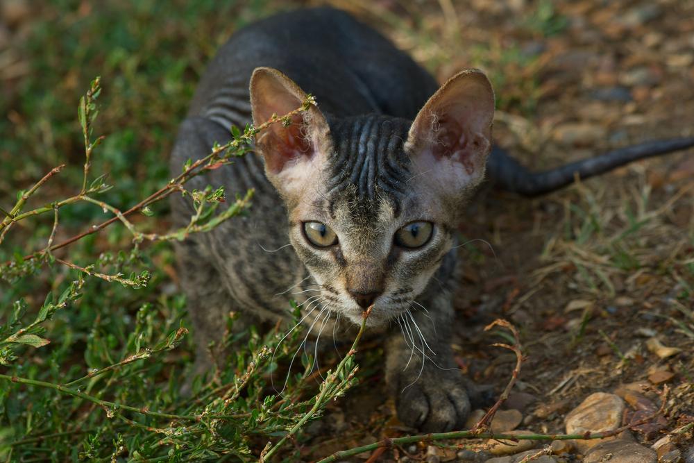 История происхождения породы петерболд