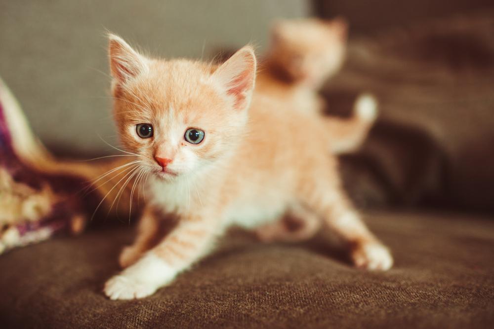 Знакомство котенка с новым жилищем Знакомство котенка с новым жилищем