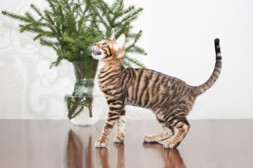 Рацион тойгера 