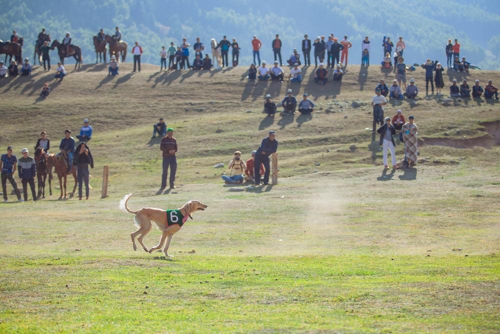 Воспитание киргизской борзой
