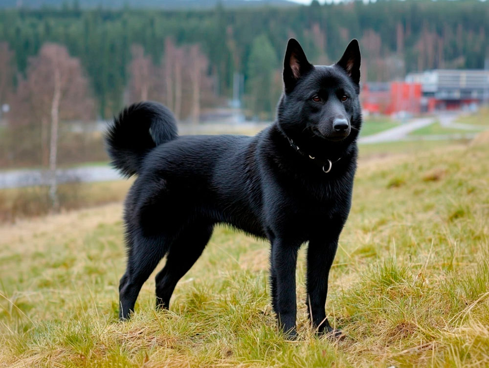 Собака норвежский элкхаунд