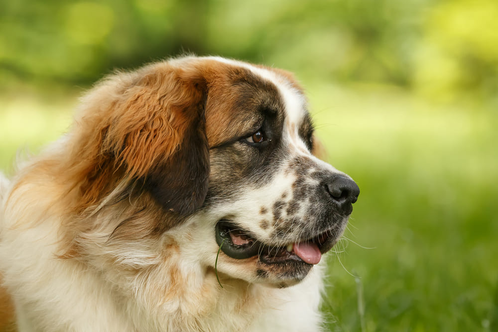 То, сколько прожила московская сторожевая, можно сравнить с человеческим возрастом
