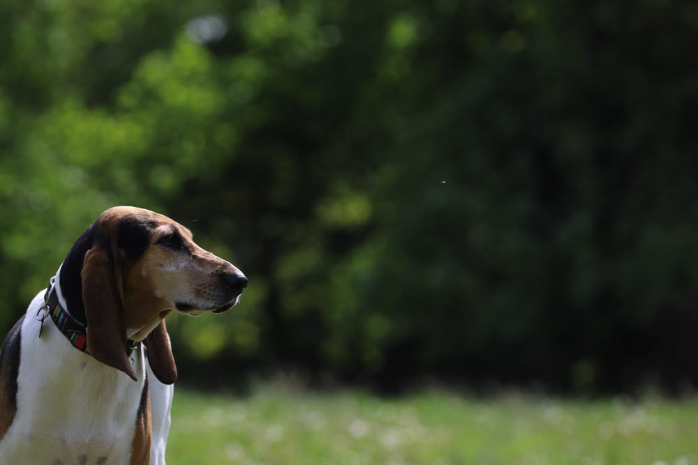 Лисья гончая отличается умом