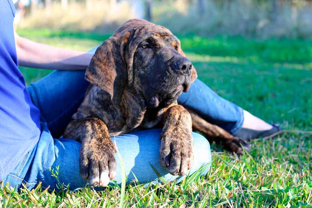Бразильский фила отличается умом
