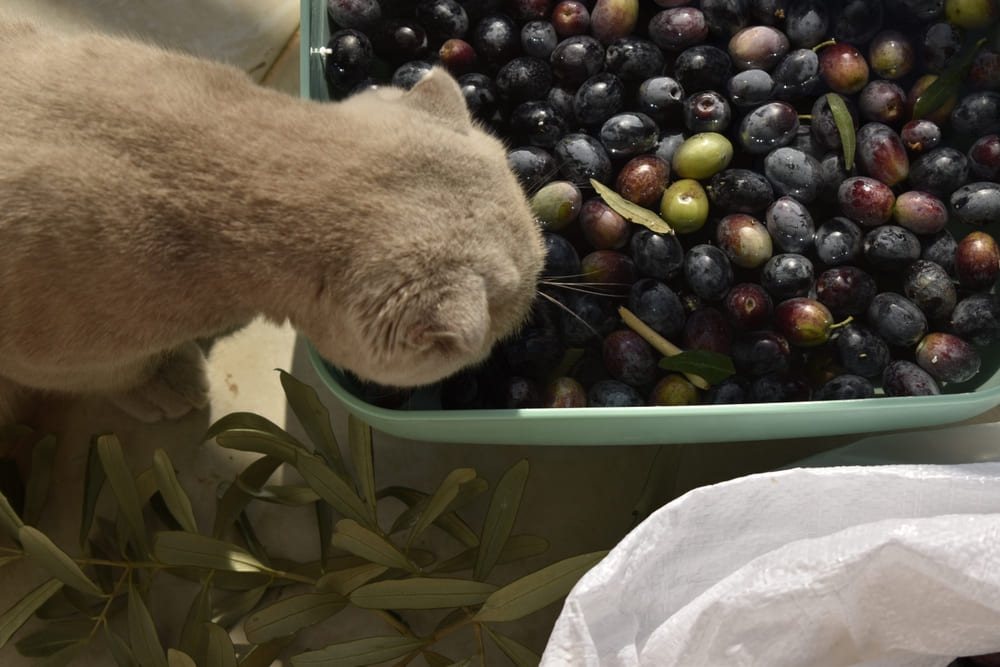 Кошкам можно сухие и влажные корма, а оливки лучше исключить