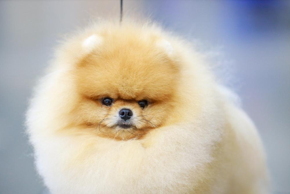 Кому подходит померанский шпиц медвежьего типа