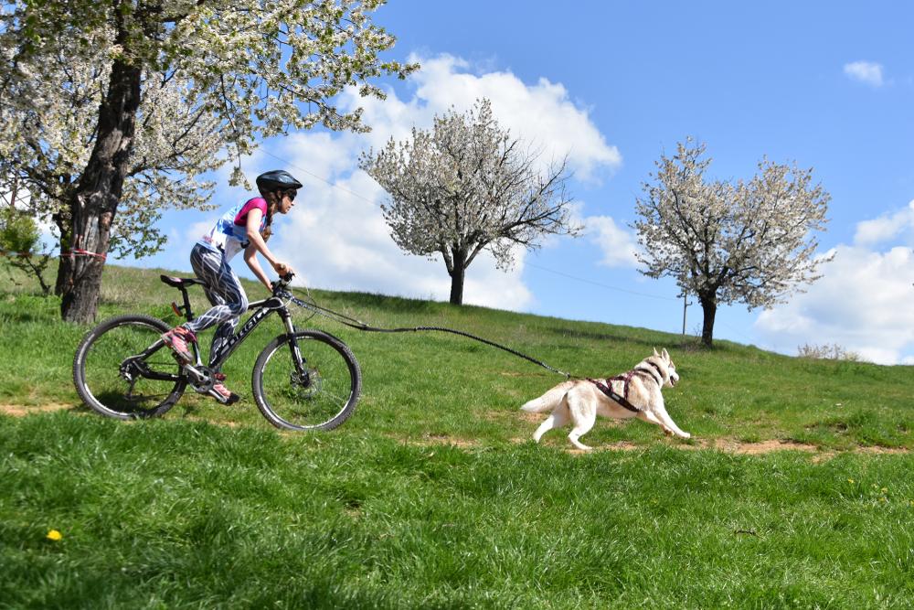 Прогулки с собакой на велосипеде Прогулки с собакой на велосипеде