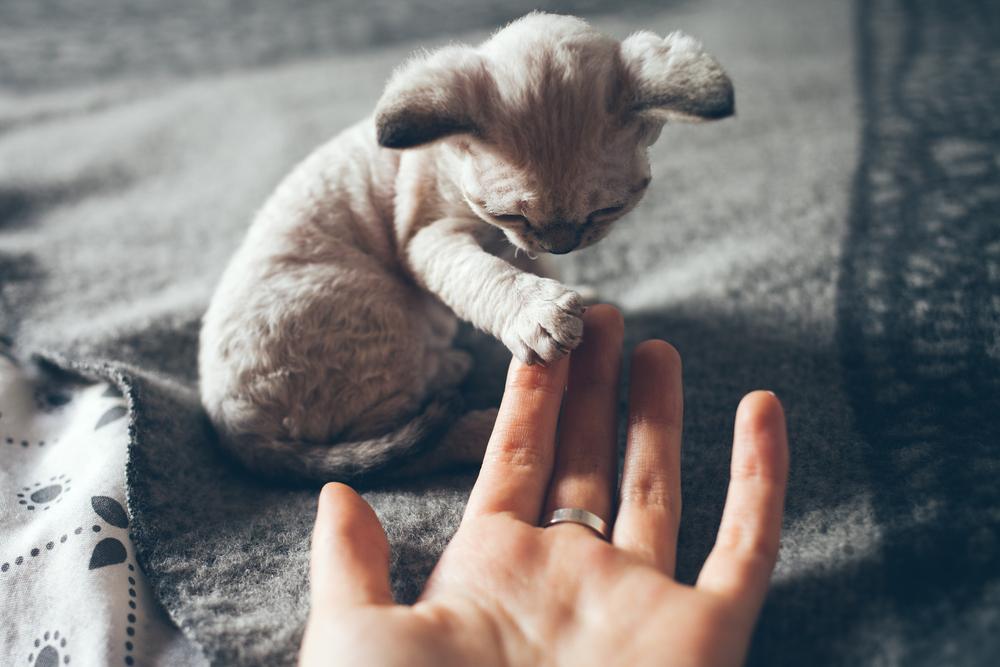 Как научить кошку давать лапу