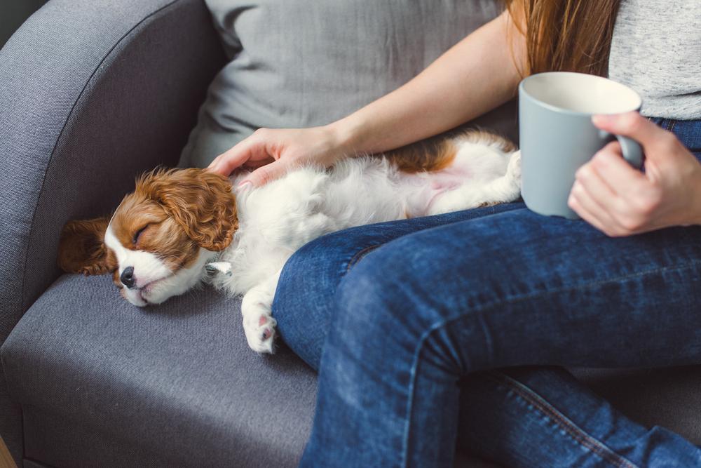 Патологические причины хождения собаки по пятам за хозяином
