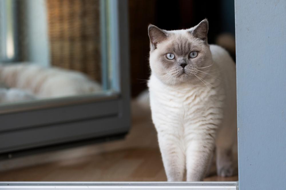 Окрасы британских кошек колор-пойнт: голубой пойнт