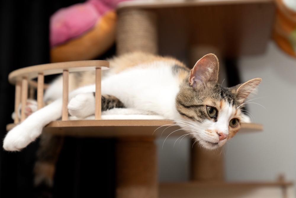 Репродуктивное здоровье беспородной кошки