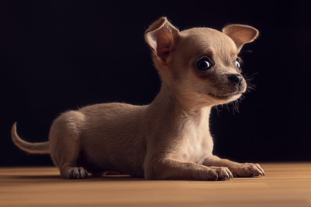 Милый щенок чихуахуа