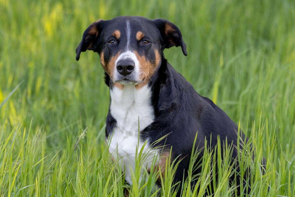 Ключевые факты о аппенцеллер зенненхунде