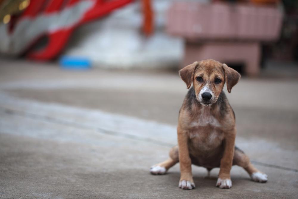 Как приучит собаку к туалету 