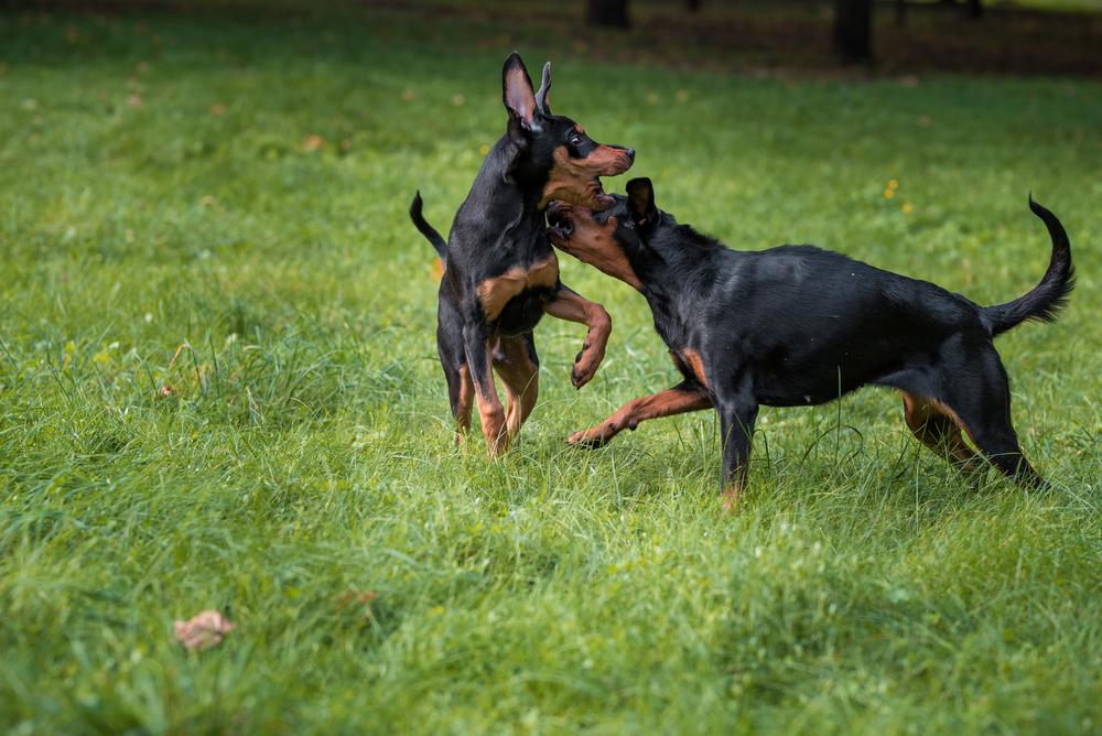 Советы по выбору щенка литовской гончей