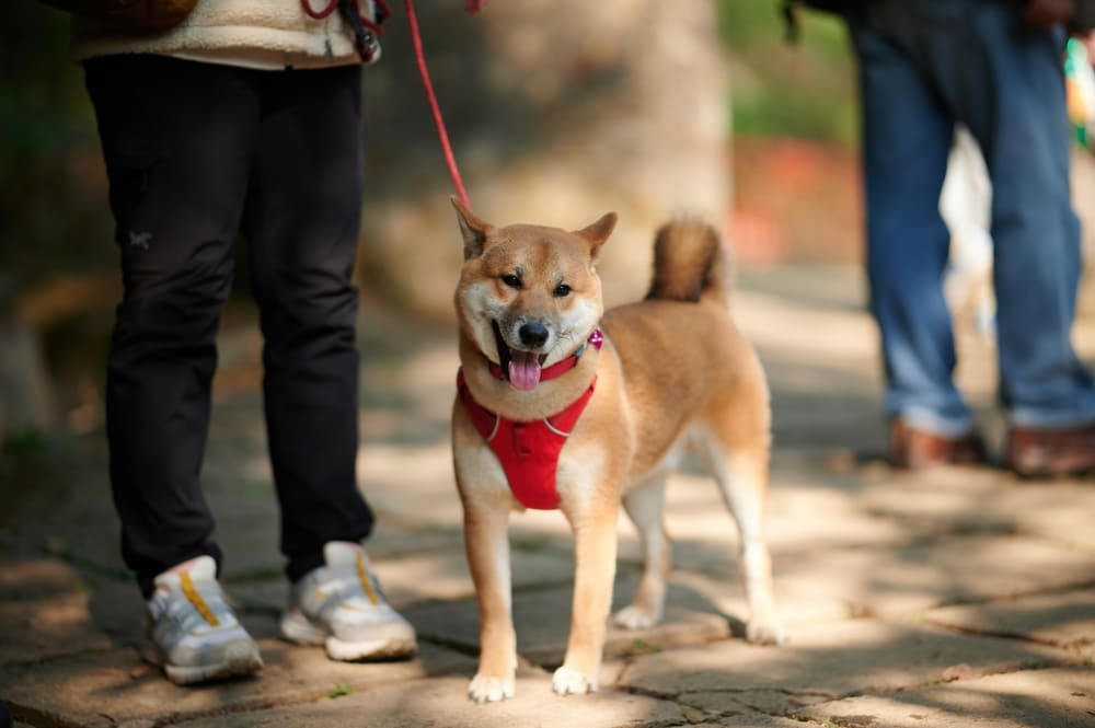 После вязки сиба-ину могут возникнуть сложности