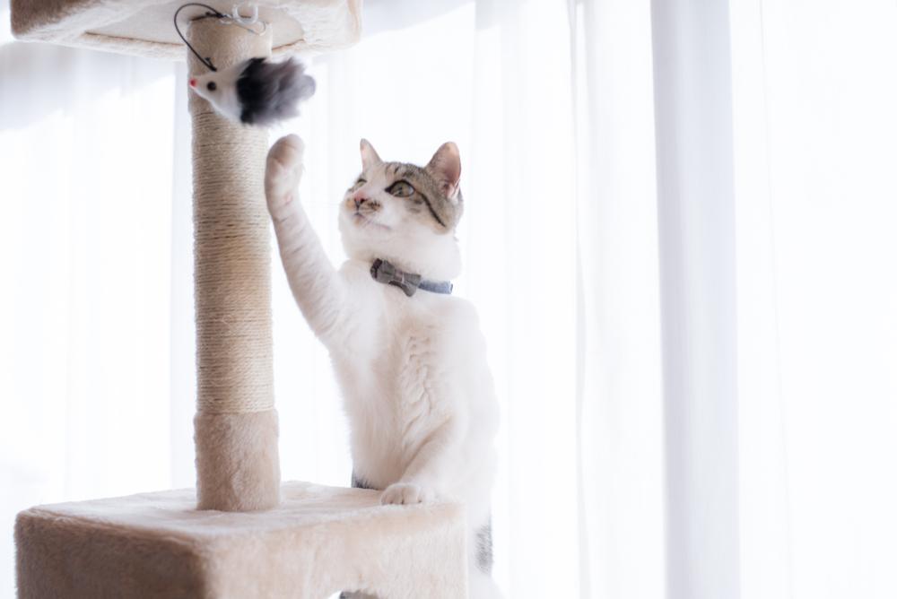 Японские клички для кошек