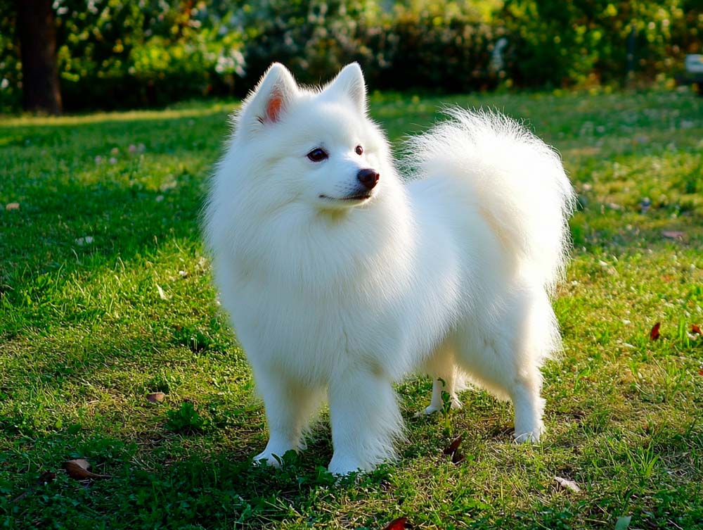 Вольпино итальяно может участвовать в соревнованиях