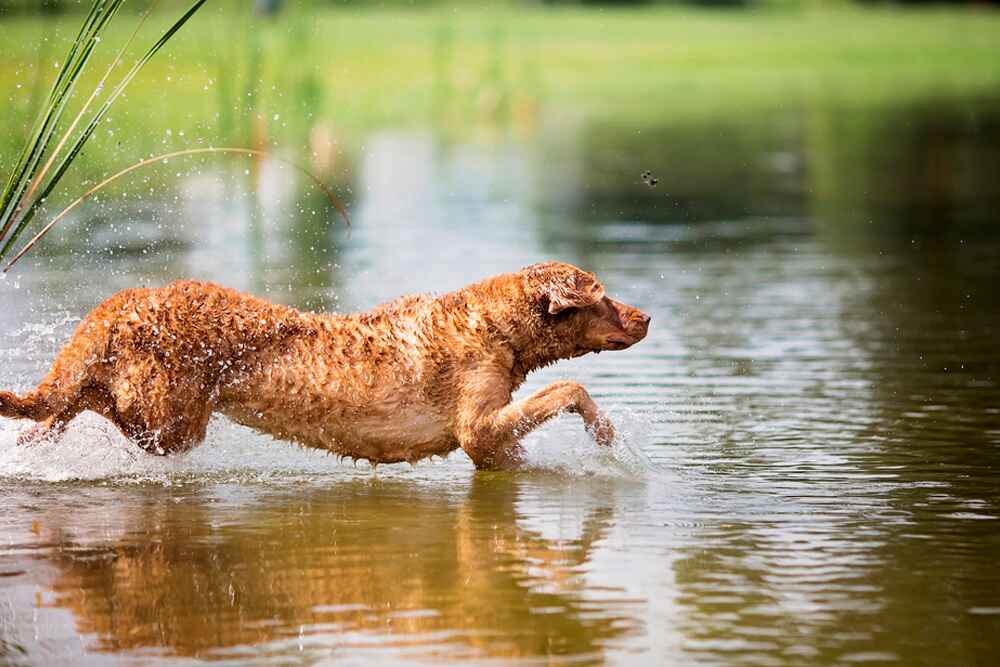 Чесапик-бей-ретривер нуждается в дрессировке