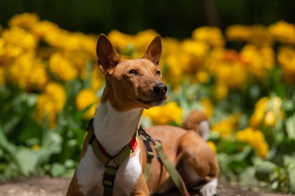 Правильный уход влияет на то, сколько может прожить басенджи