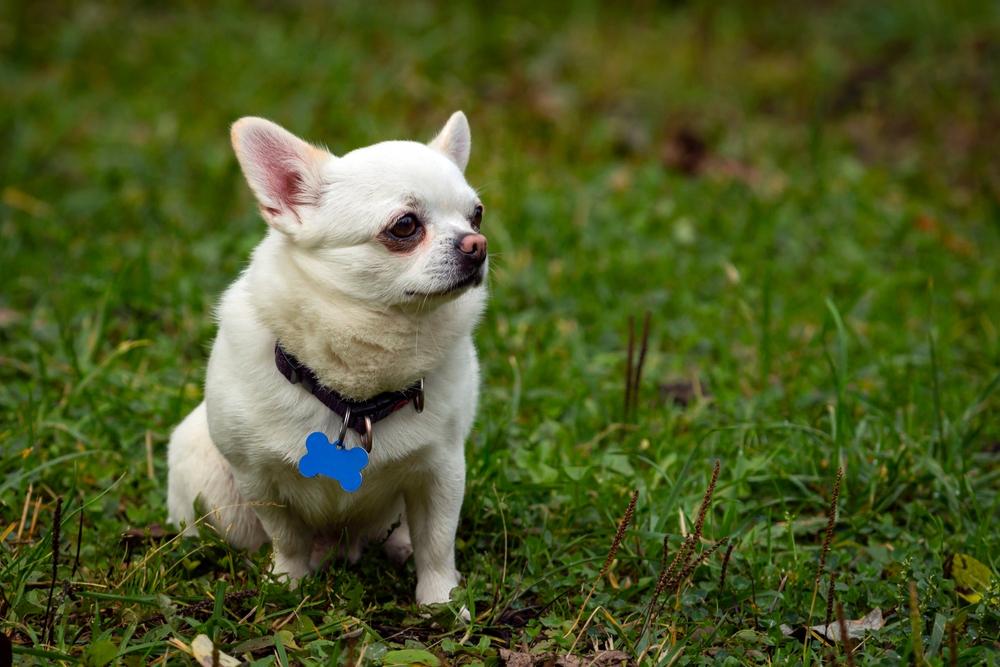 Белый чихуахуа с розовым носом