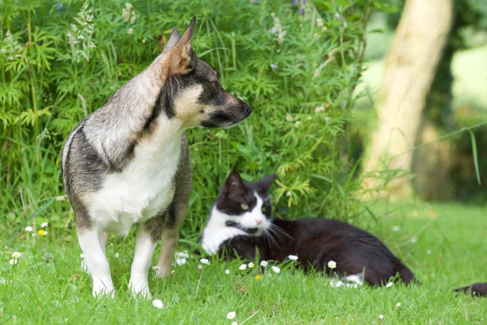 Характер шведского вальхунда